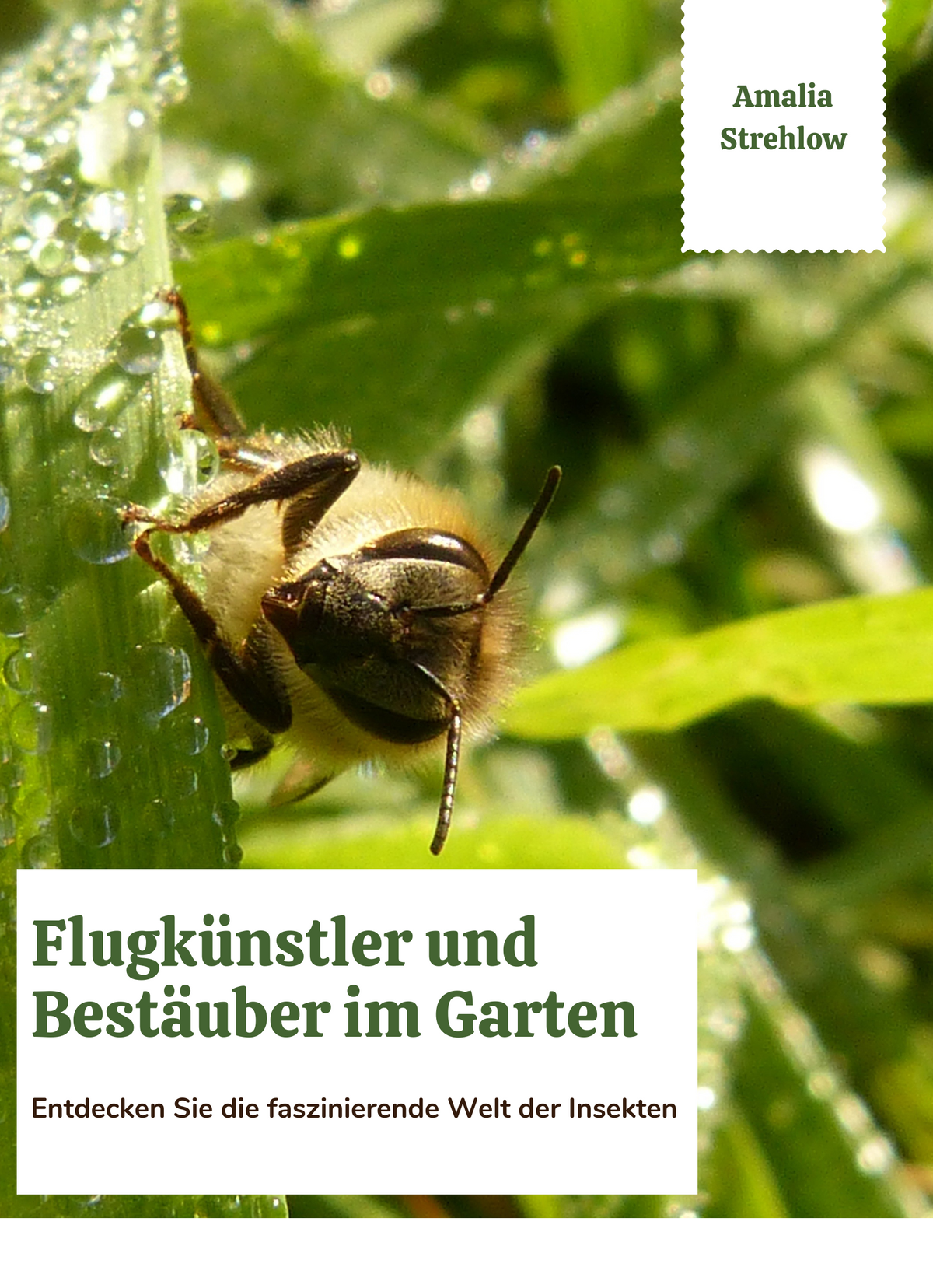 Flugkünstler und Bestäuber im Garten